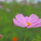 秋桜