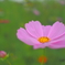 秋桜