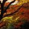 紅葉の東京都庭園美術館