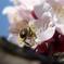 梅に蜂