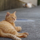 ねこ