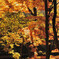 竹の山の紅葉