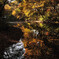 竹の山の紅葉Ⅱ