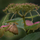 秋紫陽花-5　いつまでも若々しい