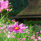 秋桜と萱葺屋根