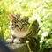cat_92