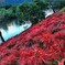 津屋川彼岸花