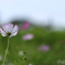 秋桜