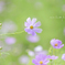 いま夢の中へ☆.。.:*・