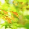 autumn color