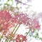 曼殊沙華