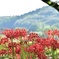 山道で