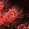 彼岸の花