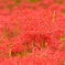 花の絨毯