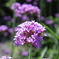 IMGP0490