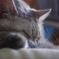zzz