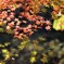 光きらめく
