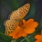 花々に囲まれ幸せ