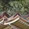 三徳山三佛寺投入堂02