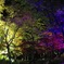 層雲峡紅葉谷 紅葉イルミネーション