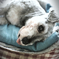my pretty dog # 245