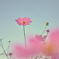 秋桜