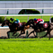 京都競馬場 京都大賞典 2018