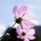 秋桜