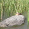 鴨