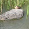 鴨