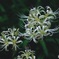 白花曼珠沙華