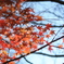 ああ紅葉