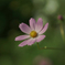 秋桜　5