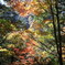 梓川右岸紅葉