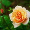 秋薔薇。。