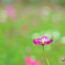 Cosmos