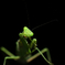 カマキリ