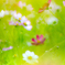 繋がる花々