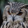 フクロウのアップ！