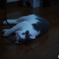 飼い主との戯れ