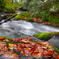 Forest flow