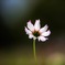 一輪の花