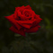 紅