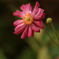 しゅうめい菊
