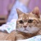 愛猫