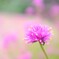花飾り