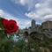 街の彩‥秋薔薇