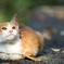 猫肥ゆる秋