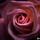 薔薇