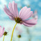 Il y avait des cosmos en fleurs.